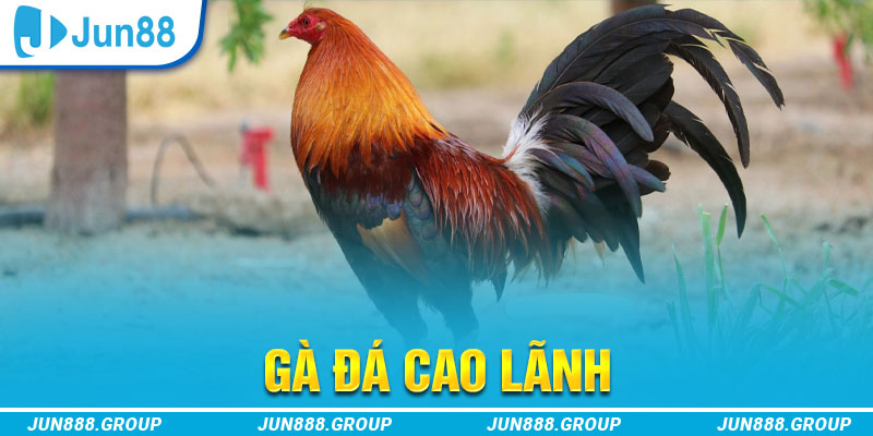w88 club gà chọi cu cần
