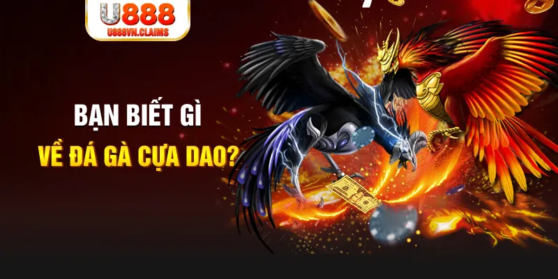 gà chọi đắk pơ