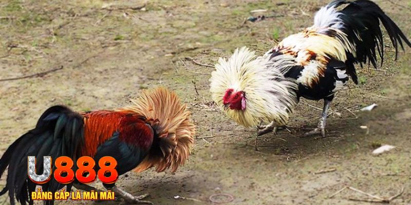 w88 club đăng nhập sòng bạc trực tiếp